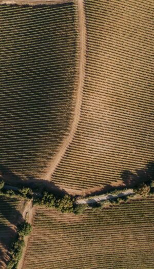 Solo vigne d&rsquo;altura, per vini freschi ed eleganti: la scelta strategica di Baglio di Pianetto