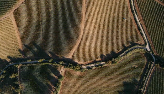 Solo vigne d&rsquo;altura, per vini freschi ed eleganti: la scelta strategica di Baglio di Pianetto