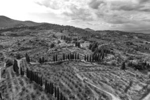 Capezzana, una storia millenaria, e l&rsquo;ultimo secolo guidato dai Conti Contini Bonacossi