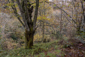 Il rilancio del castagno, un pezzo della nostra identit&agrave; e occasione di rinascita per la montagna