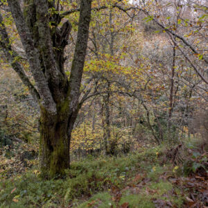 Il rilancio del castagno, un pezzo della nostra identit&agrave; e occasione di rinascita per la montagna