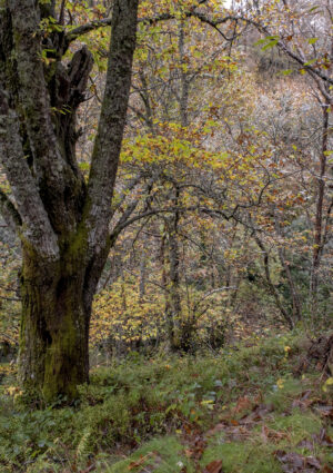 Il rilancio del castagno, un pezzo della nostra identit&agrave; e occasione di rinascita per la montagna