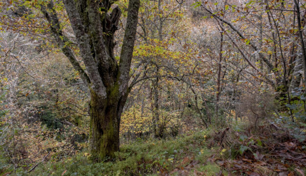 Il rilancio del castagno, un pezzo della nostra identit&agrave; e occasione di rinascita per la montagna