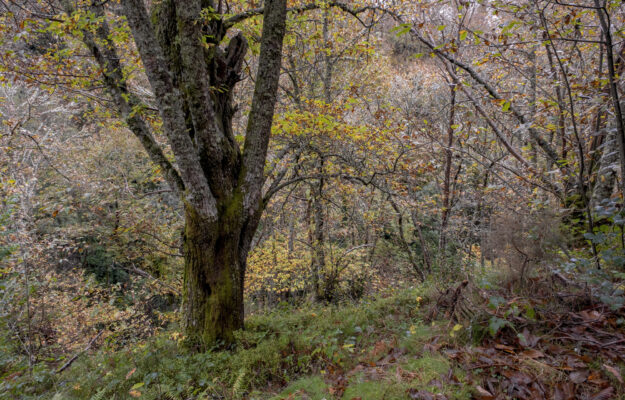 CASTAGNETI, CASTAGNO, CASTANICOLTURA, MONTAGNA, SLOW FOOD ITALIA, Non Solo Vino