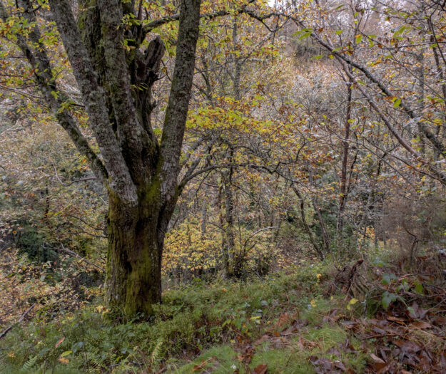 Il rilancio del castagno, un pezzo della nostra identit&agrave; e occasione di rinascita per la montagna