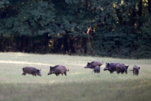 Le aziende faunistiche diventano imprese. Coldiretti: &ldquo;una svolta per le aree interne italiane&rdquo;