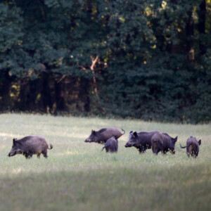 Le aziende faunistiche diventano imprese. Coldiretti: &ldquo;una svolta per le aree interne italiane&rdquo;