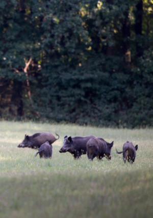 Le aziende faunistiche diventano imprese. Coldiretti: &ldquo;una svolta per le aree interne italiane&rdquo;