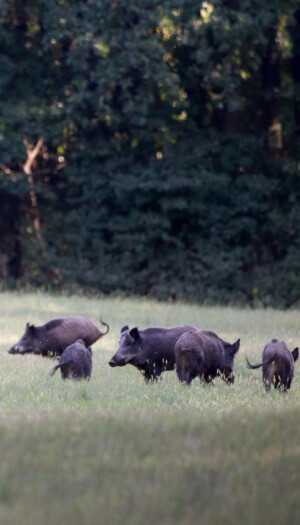 Le aziende faunistiche diventano imprese. Coldiretti: &ldquo;una svolta per le aree interne italiane&rdquo;