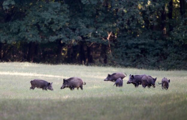 AREE INTERNE, AZIENDE FAUNISTICHE, Coldiretti, LEGGE DI BILANCIO 2025, Non Solo Vino