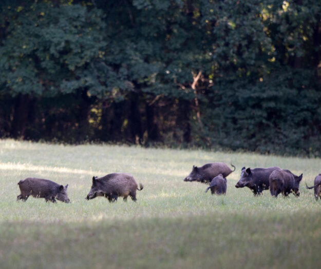 Le aziende faunistiche diventano imprese. Coldiretti: &ldquo;una svolta per le aree interne italiane&rdquo;