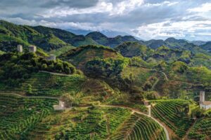 Le bollicine crescono, e cresce il “fenomeno Prosecco”, che fa sistema per affrontare le sfide
