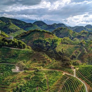 Le bollicine crescono, e cresce il “fenomeno Prosecco”, che fa sistema per affrontare le sfide