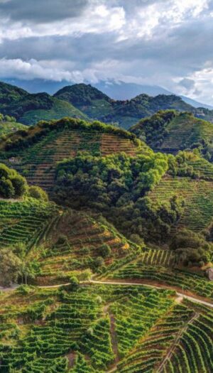 Le bollicine crescono, e cresce il &ldquo;fenomeno Prosecco&rdquo;, che fa sistema per affrontare le sfide