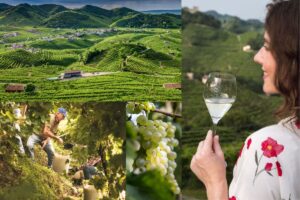 Conegliano Superiore Prosecco Docg: dalla viticoltura di &ldquo;sussistenza&rdquo; al successo mondiale
