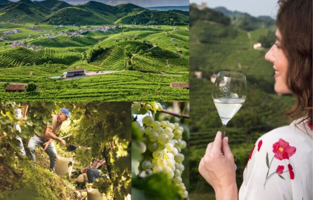 Conegliano Superiore Prosecco Docg: dalla viticoltura di &ldquo;sussistenza&rdquo; al successo mondiale