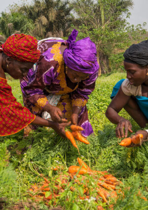 Il 2026 sar&agrave; l&rsquo;&ldquo;Anno Internazionale della Donna in Agricoltura&rdquo; proclamato dall&rsquo;Onu