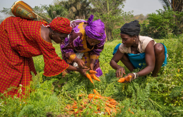 AGRICOLTRICI, AGRICOLTURA, DONNE, FAO, GENDER GAP, ONU, Non Solo Vino