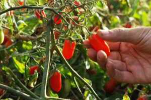 Il caldo estremo ha messo in ginocchio l&rsquo;agricoltura italiana: rese a -15% in tutta Italia