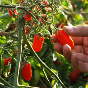 Il caldo estremo ha messo in ginocchio l&rsquo;agricoltura italiana: rese a -15% in tutta Italia