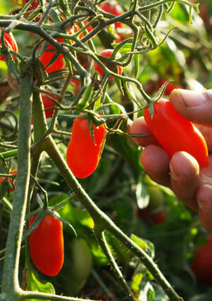 Il caldo estremo ha messo in ginocchio l&rsquo;agricoltura italiana: rese a -15% in tutta Italia