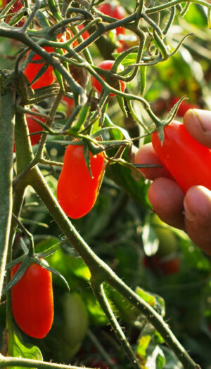 Il caldo estremo ha messo in ginocchio l&rsquo;agricoltura italiana: rese a -15% in tutta Italia