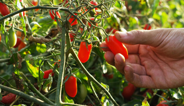 Il caldo estremo ha messo in ginocchio l&rsquo;agricoltura italiana: rese a -15% in tutta Italia