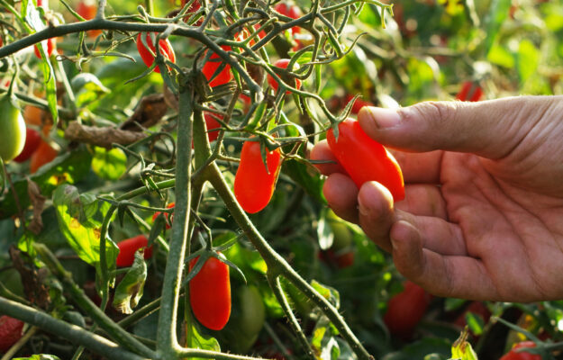 AGRICOLTURA, AGRIFISH, CALDO, CALDO ESTREMO, CAMBIAMENTO CLIMATICO, CIA AGRICOLTORI ITALIANI, PAC, UE, Non Solo Vino