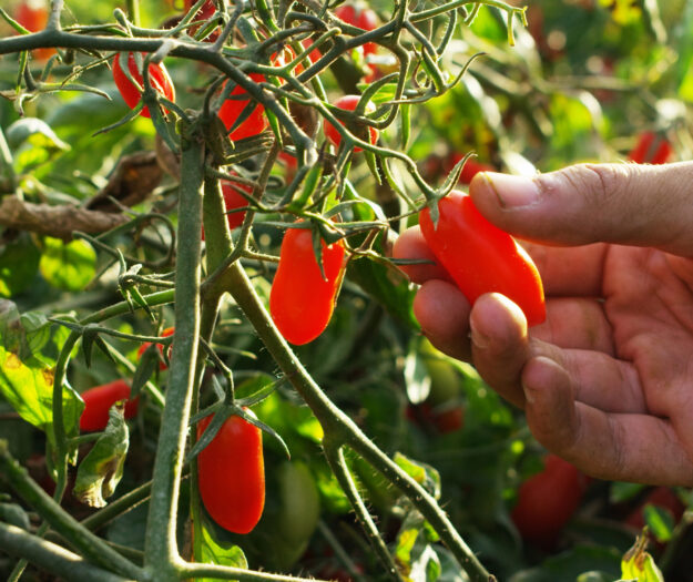 Il caldo estremo ha messo in ginocchio l&rsquo;agricoltura italiana: rese a -15% in tutta Italia