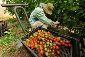 Lavoro occasionale in agricoltura, dal ddl Semplificazioni arriva la proroga