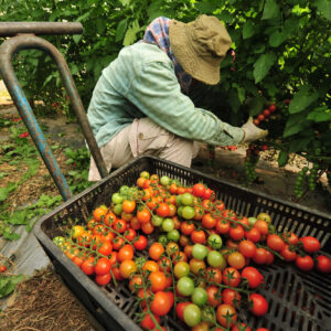 Lavoro occasionale in agricoltura, dal ddl Semplificazioni arriva la proroga