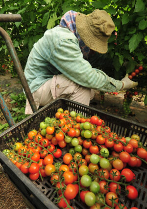 Lavoro occasionale in agricoltura, dal ddl Semplificazioni arriva la proroga