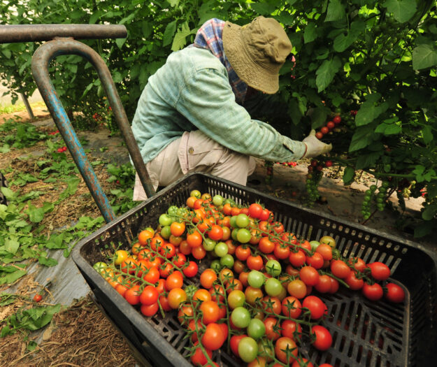 Lavoro occasionale in agricoltura, dal ddl Semplificazioni arriva la proroga