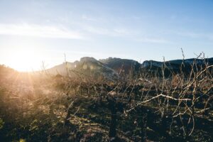 Contro la crisi, le organizzazioni della Côtes du Rhône fissano un prezzo indicativo dello sfuso