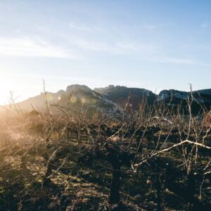 Contro la crisi, le organizzazioni della C&ocirc;tes du Rh&ocirc;ne fissano un prezzo indicativo dello sfuso