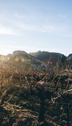 Contro la crisi, le organizzazioni della C&ocirc;tes du Rh&ocirc;ne fissano un prezzo indicativo dello sfuso