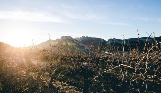 Contro la crisi, le organizzazioni della Côtes du Rhône fissano un prezzo indicativo dello sfuso