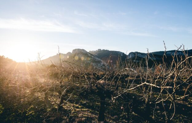 FRANCIA, PREZZI, VALLE DEL RODANO, VINO FRANCESE, VINO SFUSO, Mondo