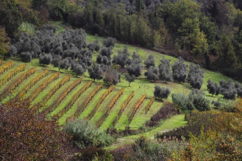 Da Olivola a Moncalvo, le uniche Città dell’Olio del Piemont, celebrano l’olio Evo del Monferrato (credit: Massimo Bo) 