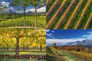 Il Consorzio Prosecco Doc lavora per diventare una &ldquo;Comunit&agrave; Sostenibile&rdquo;