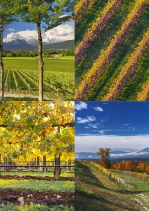 Il Consorzio Prosecco Doc lavora per diventare una &ldquo;Comunit&agrave; Sostenibile&rdquo;