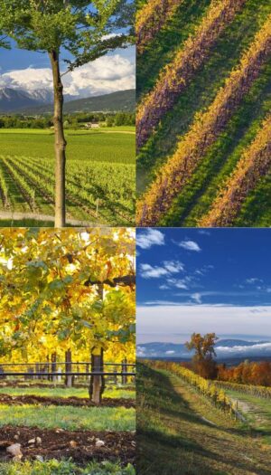 Il Consorzio Prosecco Doc lavora per diventare una &ldquo;Comunit&agrave; Sostenibile&rdquo;