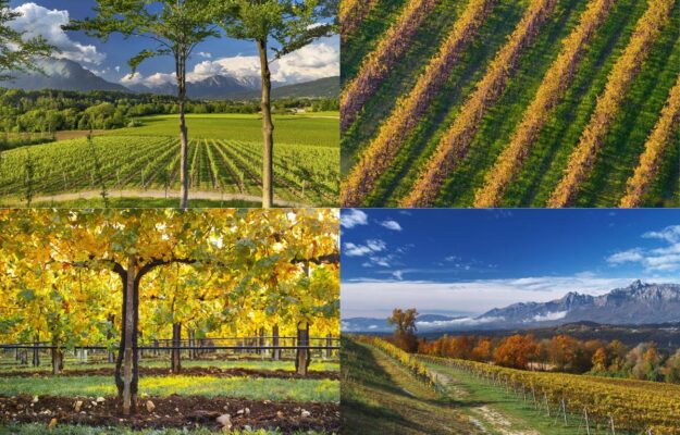 BOLLICINE ITALIANE, CERTIFICAZIONE, COMUNITA', CONSORZIO PROSECCO DOC, ISO 37101, PROSECCO DOC, SOSTENIBILITA, Italia