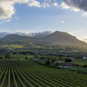 Il Sannio del vino verso il futuro: al vertice del Consorzio un nuovo presidente, Carmine Coletta