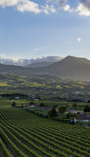 Il Sannio del vino verso il futuro: al vertice del Consorzio un nuovo presidente, Carmine Coletta