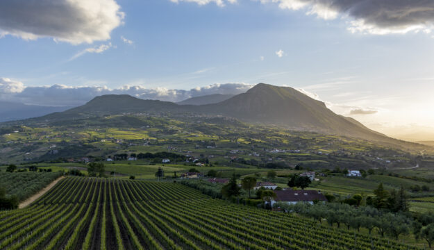 Il Sannio del vino verso il futuro: al vertice del Consorzio un nuovo presidente, Carmine Coletta