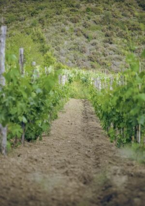 L&rsquo;agricoltura biologica in Italia supera i 2,5 milioni di ettari: stabili i vigneti (132.441 ettari)