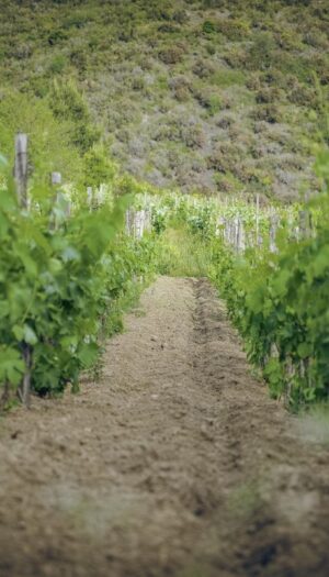 L&rsquo;agricoltura biologica in Italia supera i 2,5 milioni di ettari: stabili i vigneti (132.441 ettari)