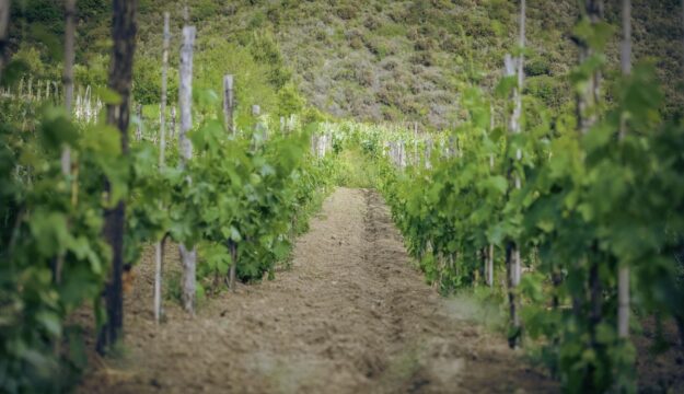 L&rsquo;agricoltura biologica in Italia supera i 2,5 milioni di ettari: stabili i vigneti (132.441 ettari)