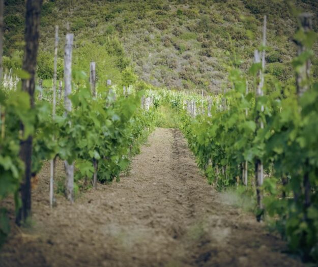 L&rsquo;agricoltura biologica in Italia supera i 2,5 milioni di ettari: stabili i vigneti (132.441 ettari)